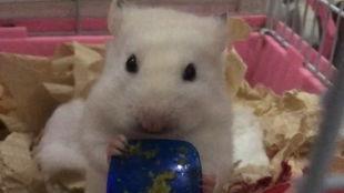 金丝熊吃蜜瓜会死吗视频,金丝熊误食蜜瓜致命真相揭秘