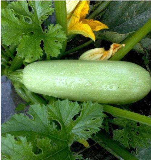 一口闷吃西葫芦瓜视频,西葫芦瓜美味瞬间征服味蕾