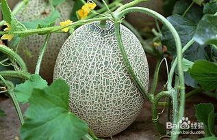 新疆放羊吃蜜瓜视频大全,甜蜜牧歌中的自然画卷