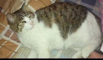 吃瓜群众搞笑猫猫视频在线观看,萌态百出视频盛宴