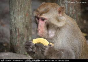 猴子吃不吃哈密瓜视频,揭秘猴子对哈密瓜的喜爱之谜