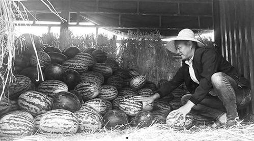 秦河吃瓜群众事件视频,一场网络舆论的风暴与反思