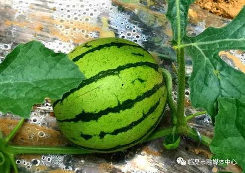 临夏吃瓜视频最全观看,全景式呈现当地美食文化盛宴