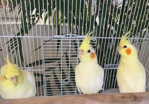 神兽吃瓜群众视频播放,揭秘视频播放背后的热门现象