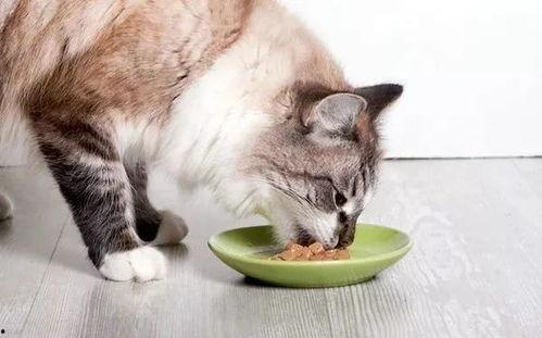 猫咪吃瓜泡泡糖会死吗视频,生死危机！揭秘宠物安全饮食常识