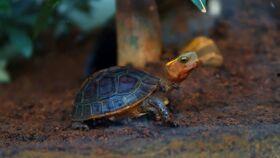 乌龟吃瓜速度视频,慢动作中的趣味瞬间