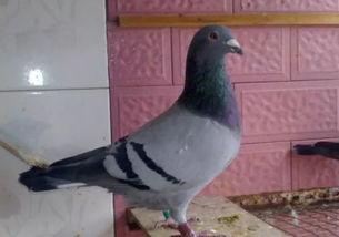 刘大瓜吃两只鸽子视频,挑战极限引网友热议