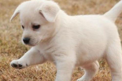 面瓜小狗可以吃吗视频,宠物营养专家解读