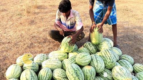 广西老婆摘瓜吃瓜视频,欢乐田园生活瞬间