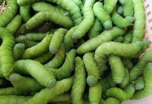 道具黄豆吃瓜视频大全,趣味横生的欢乐时光回顾