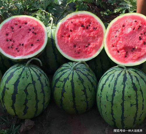 硒砂瓜转基因可以吃吗视频,安全可食用，营养更丰富