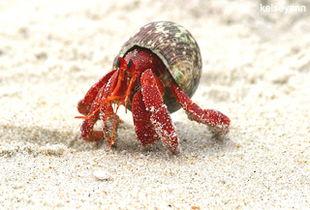 寄居蟹可以吃青皮瓜吗视频,揭秘青皮瓜的奇妙滋味
