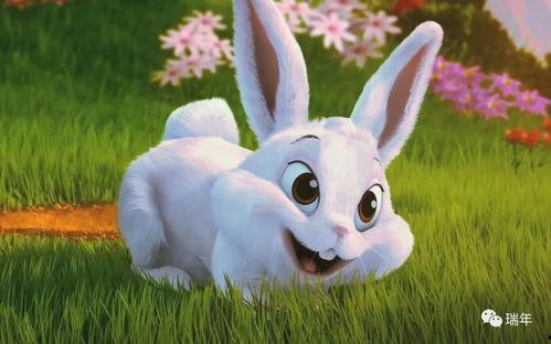 兔子吃佛手瓜会死吗视频,兔子食用佛手瓜的安全性探讨