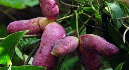 燕子吃八月瓜会死吗视频,揭秘鸟类致命诱惑之谜