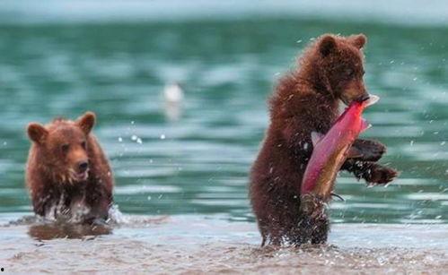 吃瓜小熊外国人视频,中西文化差异大揭秘