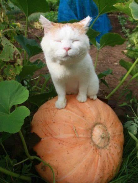 猫狗吃瓜视频在线观看网站,在线观看网站带你领略萌宠趣味时刻