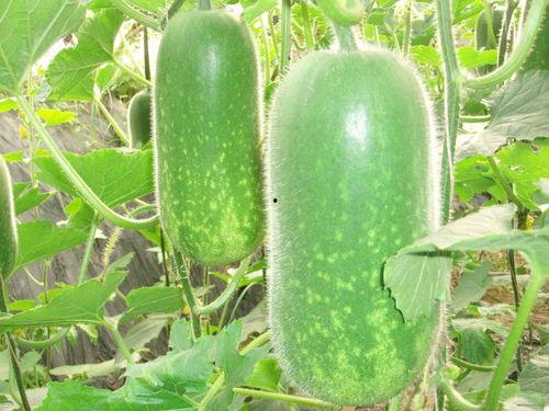 霸王吃瓜高级视频大全,霸王吃瓜视频大全精彩瞬间